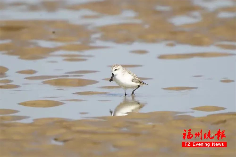 全球仅400多只！它们自带“饭勺”，又来长乐吃饭了！